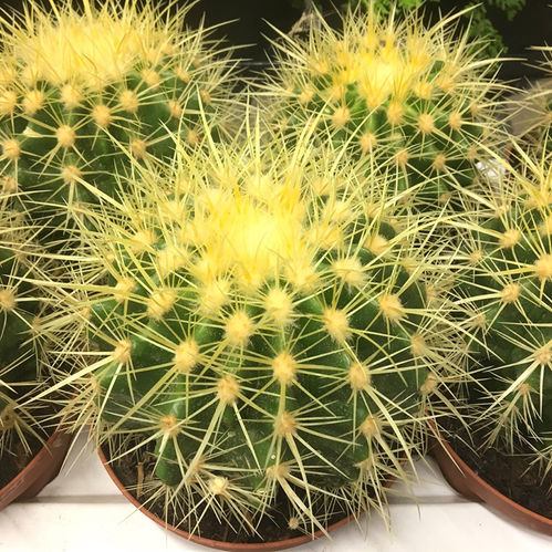 CACTUS ECHINO K:12CM x6