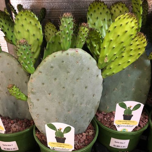 OPUNTIA VULGARIS K:17CM x6