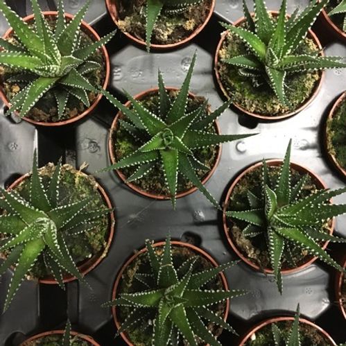 HAWORTHIA BIG BAND MINI x20