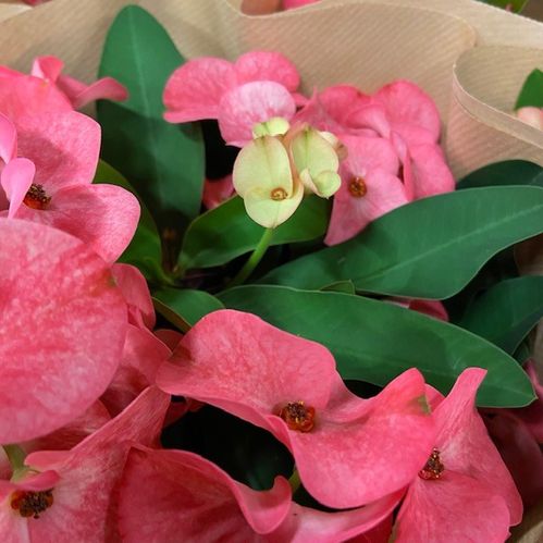 EUPHORBIA MILLI ROSA QUEEN K:10,5CM x12
