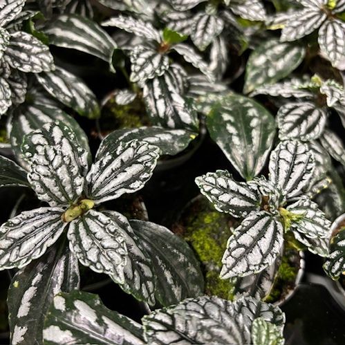 PILEA CADIERI MINI x12