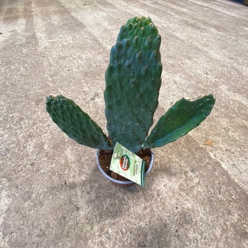 OPUNTIA CONSOLEA K:12CM x6