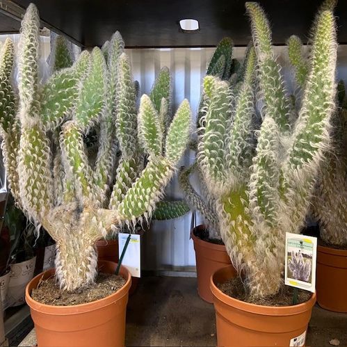 OPUNTIA ERINACEA URSINE K:20CM