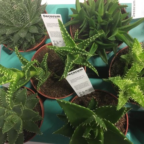 ALOE MIX K:8CM x18