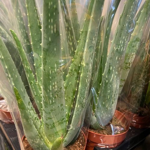 ALOE VERA K:10CM x12