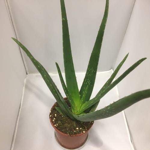 ALOE VERA K:14CM x6