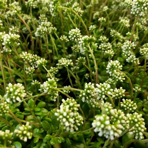 CRASSULA RADICANS K:10,5CM x8
