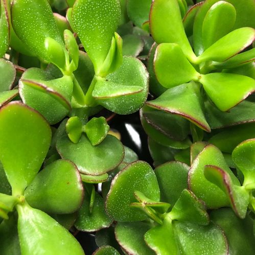 CRASSULA OVATA K:12CM x6