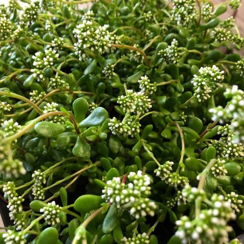 CRASSULA RADICANS MINI x12