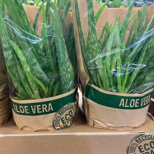 ALOE VERA K:12CM x10