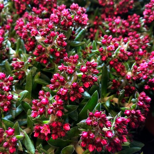 CRASSULA SCHMIDTI RÖD x10