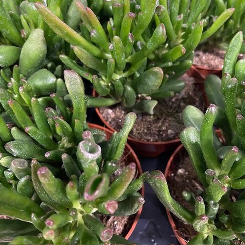 CRASSULA HORNTREE K:10CM x9