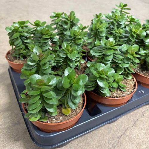 CRASSULA MONEYMAKER K:10CM x9