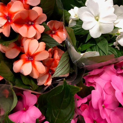 IMPATIENS NYA GUINEA x8