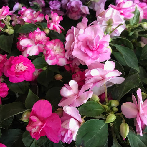 IMPATIENS HYBRID DUBBEL K:11CM x12