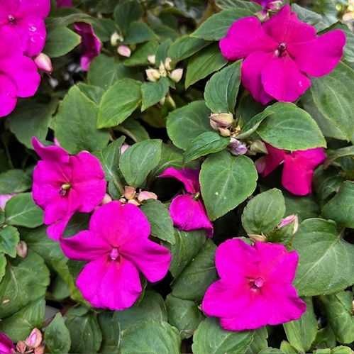 IMPATIENS PLANT LISA K:9CM x18