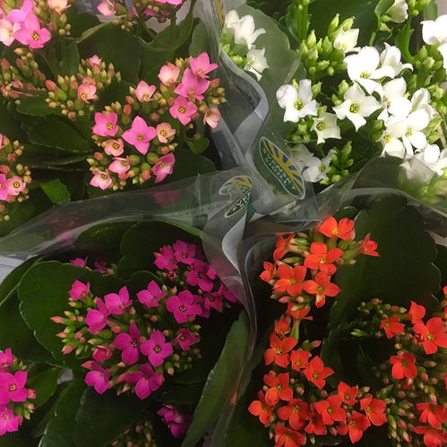 KALANCHOE MIX SV K:11CM x10