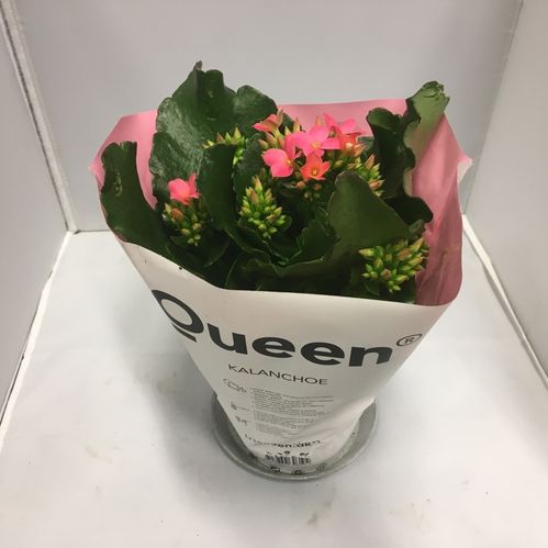 KALANCHOE ROSA x10