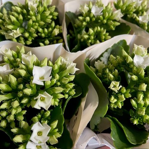 KALANCHOE MINI VIT x12