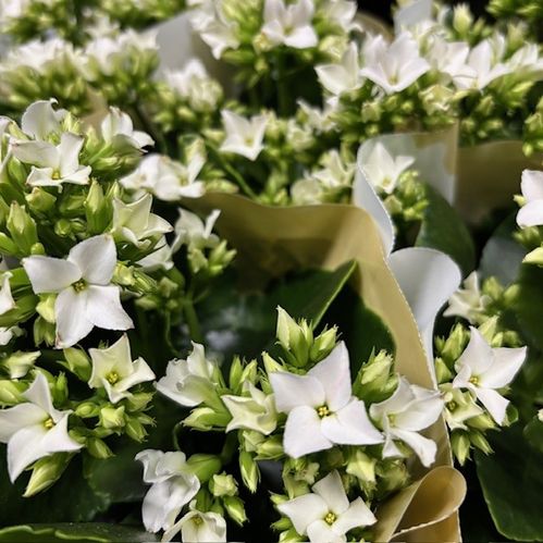 KALANCHOE VIT x12
