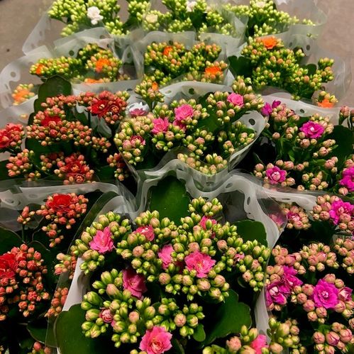KALANCHOE/DIVA MIXLÅDA K:9CM NL x12