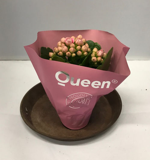 KALANDIVA MINI ROSA NL x16