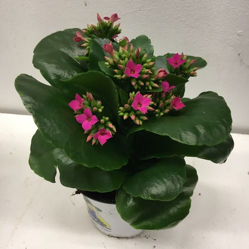 KALANCHOE LILA x12