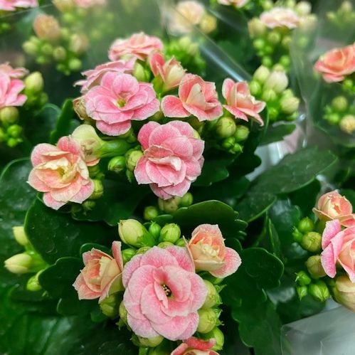 KALANDIVA ROSA x12