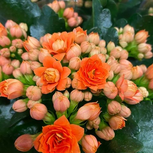 KALANDIVA ORANGE x12