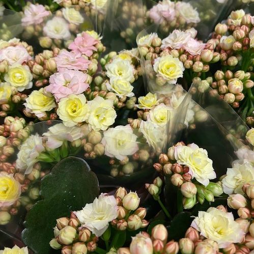 KALANCHOE MOZAIC TWEED K:10,5CM x10