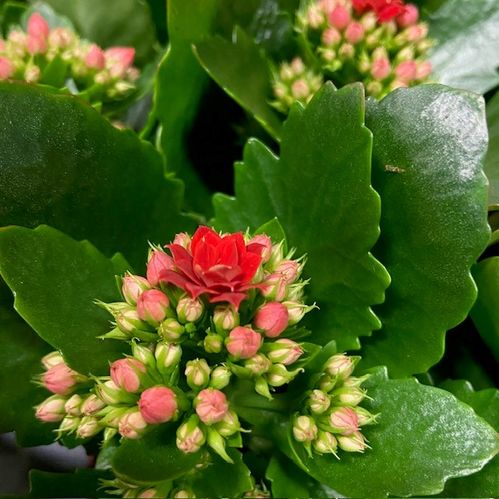 KALANCHOE/DIVA MINI RÖD NL K:8CM x16
