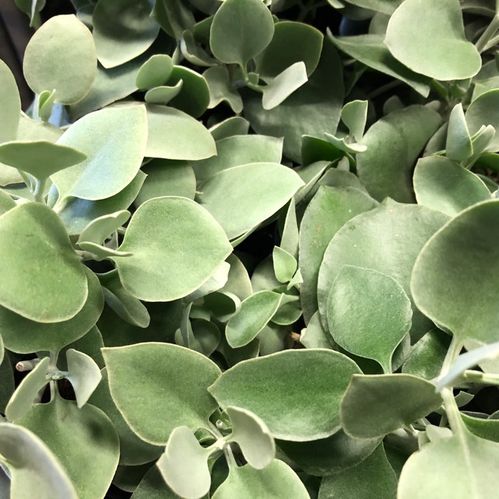 KALANCHOE HILDEBRANTII K:13CM x6