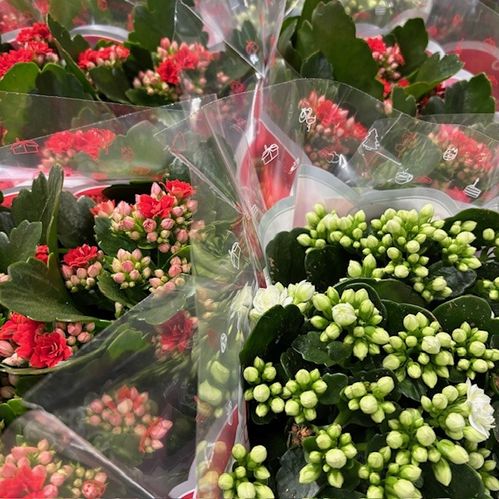 KALANCHOE/KALANDIVA MIX JUL K:15CM x6