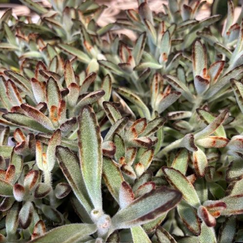 KALANCHOE TOMENTOSA BLAD K:14CM x4