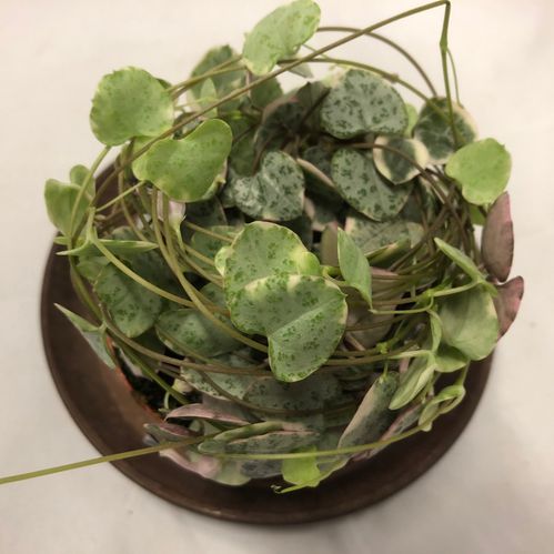 CEROPEGIA WOODII BROKIG ROSA x14