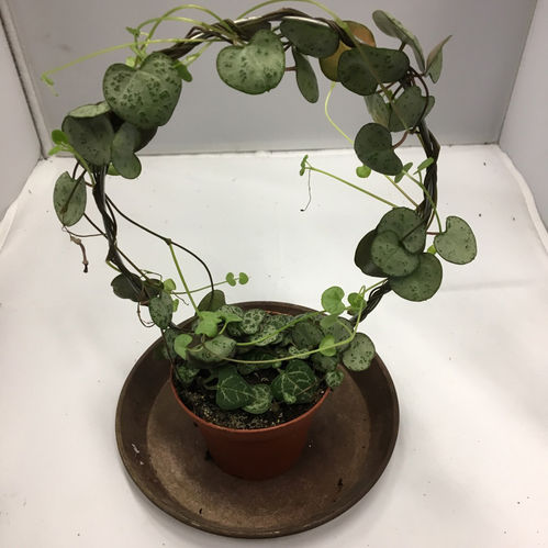 CEROPEGIA BÅGE K:9CM x12