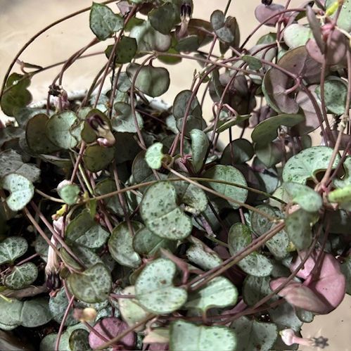 CEROPEGIA WOODII K:12CM x6