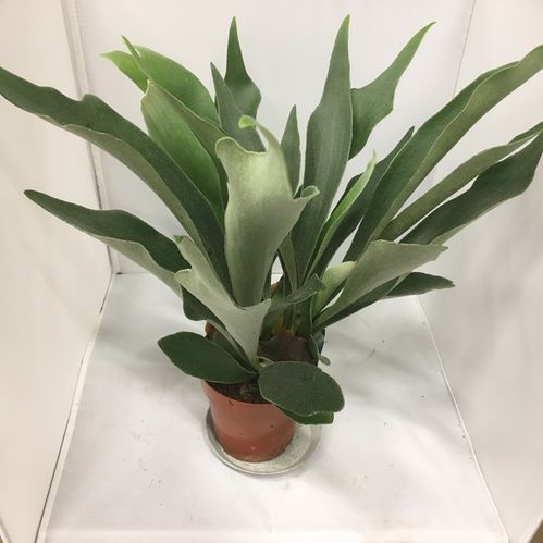 PLATYCERIUM ÄLGBRÄKEN K:12CM x6