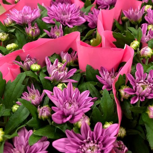 KRYSS 3-PL ROSA x10