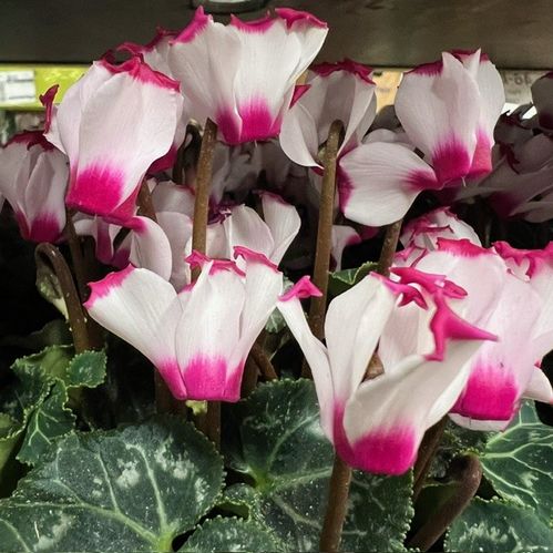 CYKLAMEN VICTORIA VIT-ROSA K:10CM x8
