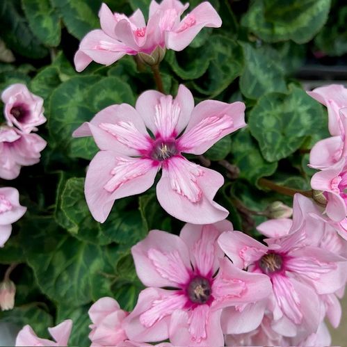 CYKLAMEN ILLUSIA ROSA K:13CM x6