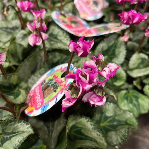 CYKLAMEN ORIGAMI ROSA K:12CM x6