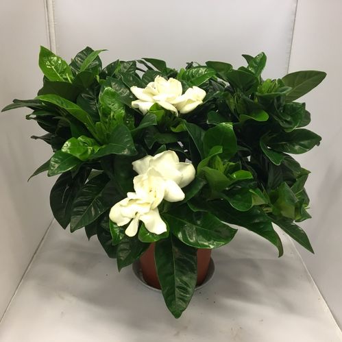 GARDENIA K:13CM x8