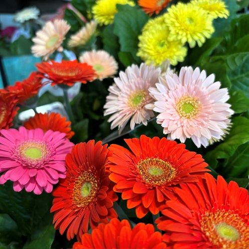 GERBERA I KRUKA x10