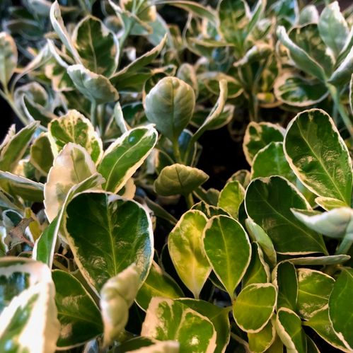 EUONYMUS EMERALD GOLD K:13CM x8