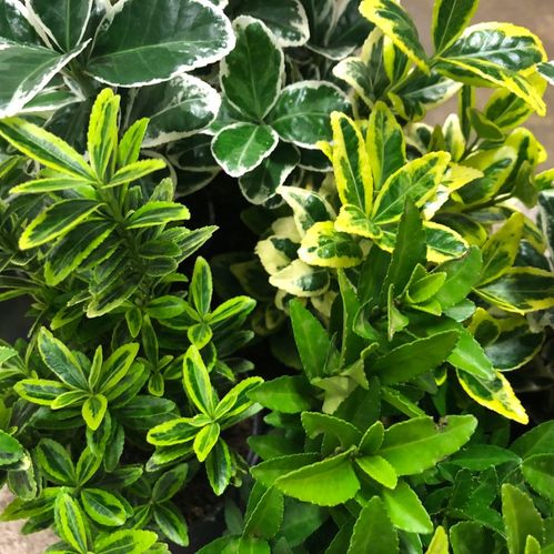 EUONYMUS BENVED MIX K:10CM x11