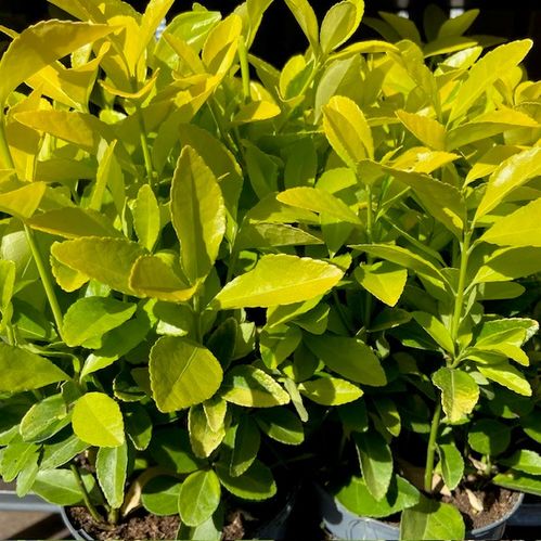 EUONYMUS EL-DORADO K:13CM x8