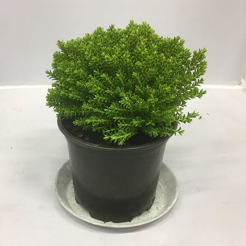 HEBE GREEN GLOBE K:12CM x8