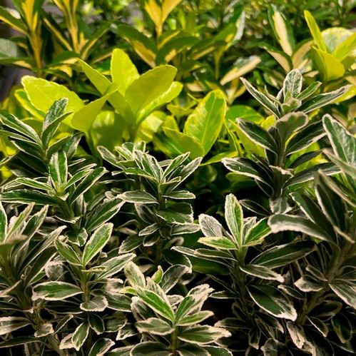 EUONYMUS BENVED MIX K:9CM x18