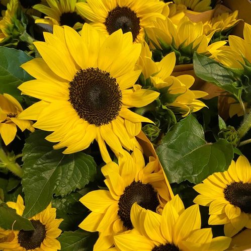 HELIANTHUS SOLROS GRENAD K:13CM x5
